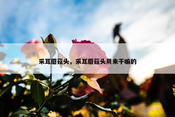 采耳蘑菇头，采耳蘑菇头用来干嘛的