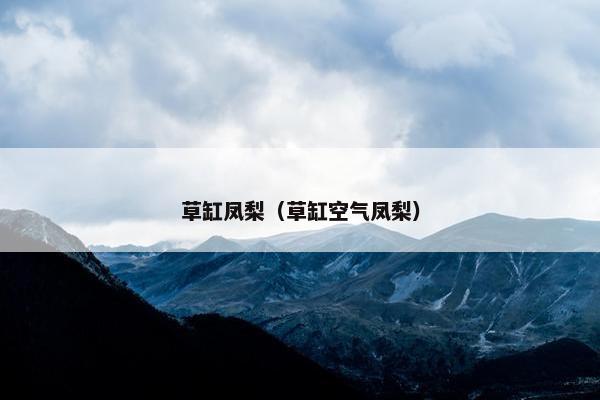 草缸凤梨（草缸空气凤梨）