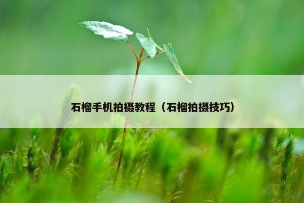 石榴手机拍摄教程（石榴拍摄技巧）