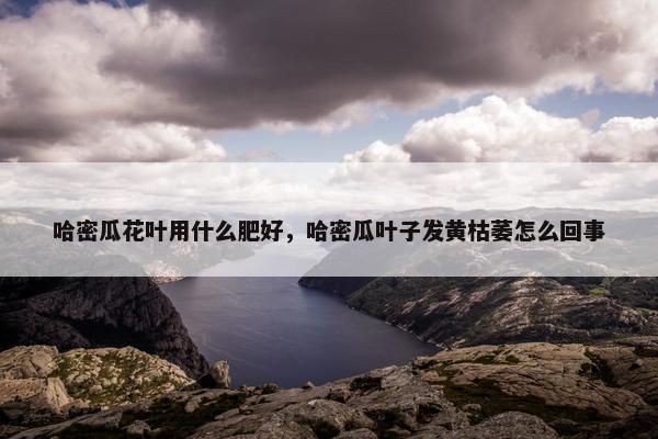 哈密瓜花叶用什么肥好，哈密瓜叶子发黄枯萎怎么回事