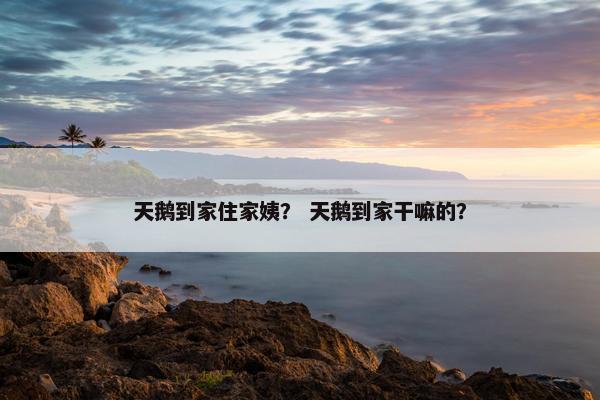 天鹅到家住家姨？ 天鹅到家干嘛的？