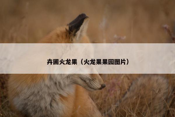 卉圃火龙果（火龙果果园图片）