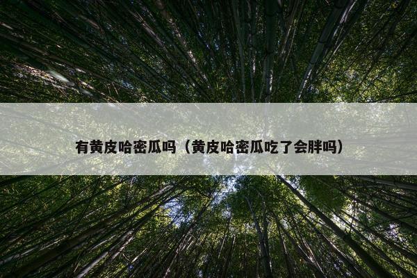 有黄皮哈密瓜吗（黄皮哈密瓜吃了会胖吗）